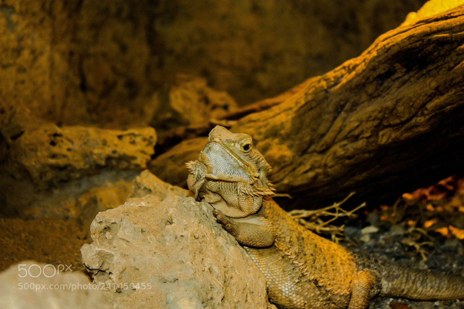 Canon EOS 450D (EOS Rebel XSi / EOS Kiss X2) sample photo. Iguana photography