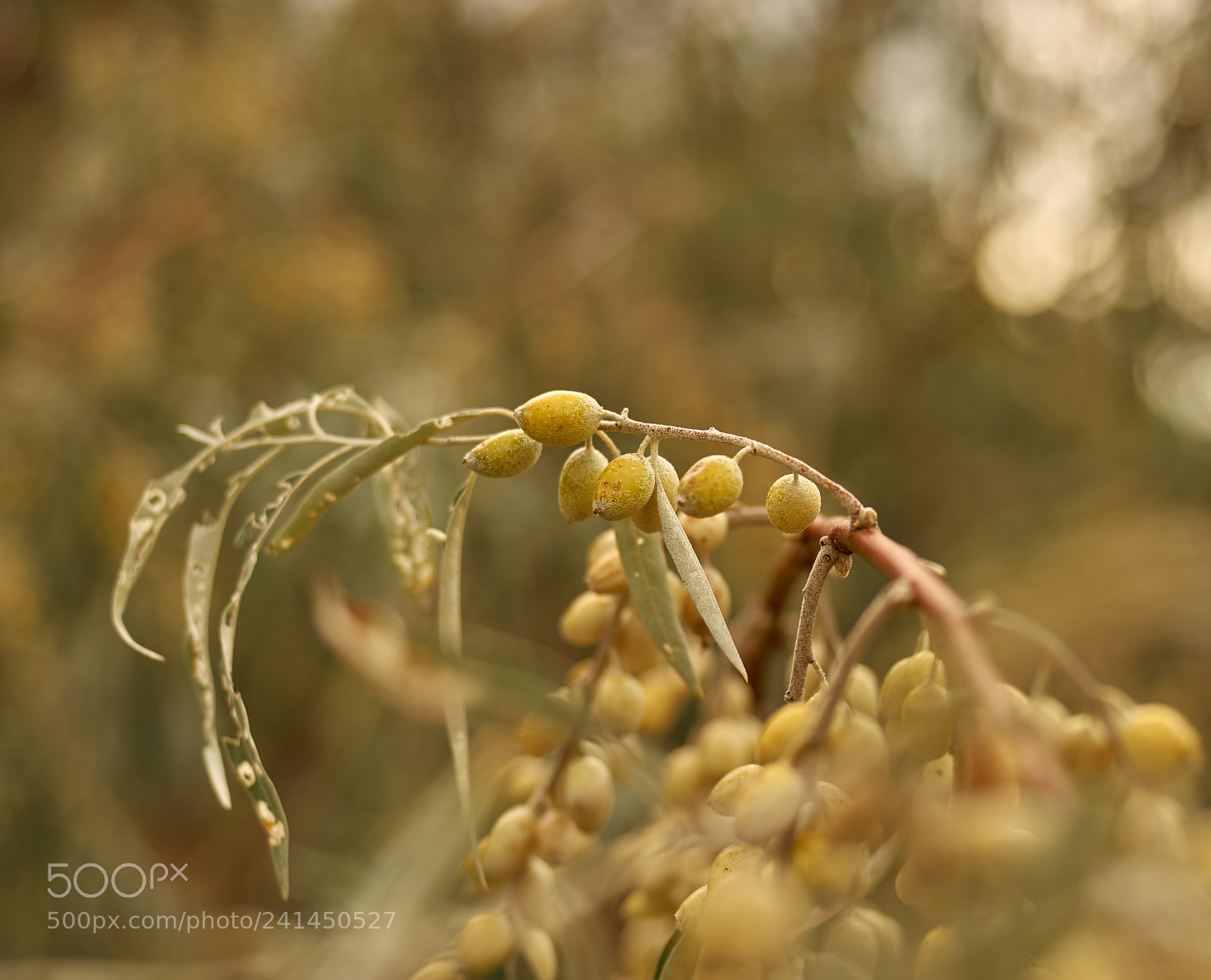 Pentax K-5 II sample photo. Wild olive photography