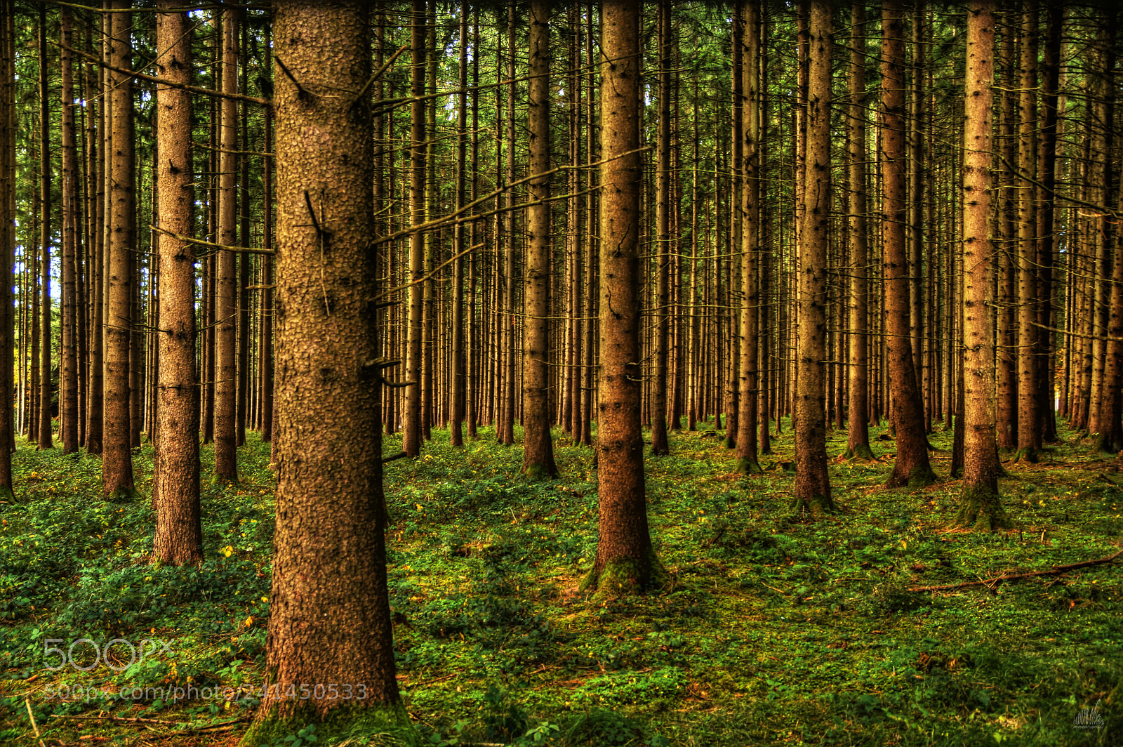 Sony ILCA-77M2 sample photo. Commercial forest photography