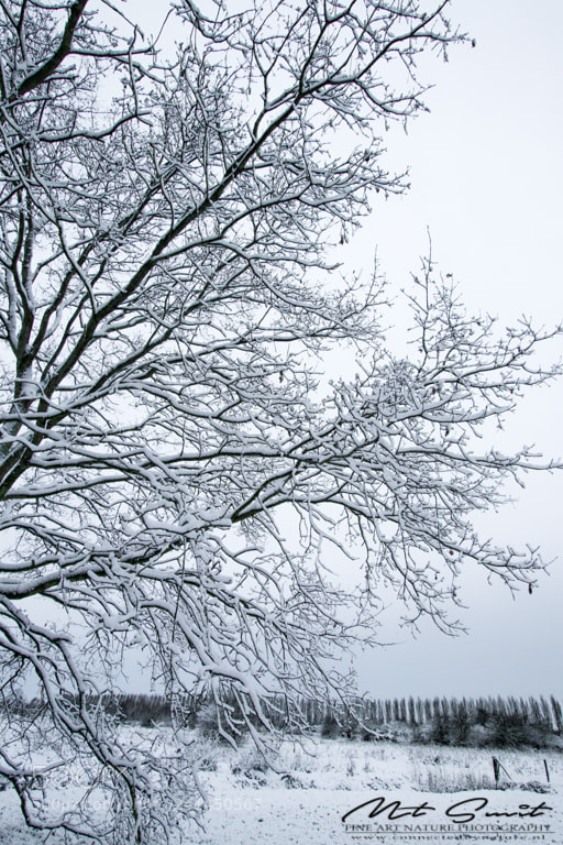 Canon EOS 80D sample photo. Snow on a tree photography