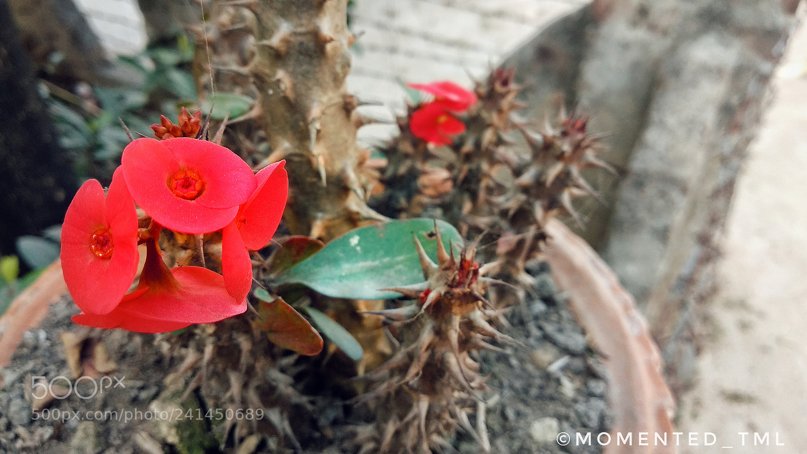 Xiaomi Mi A1 sample photo. Vampire succulent photography