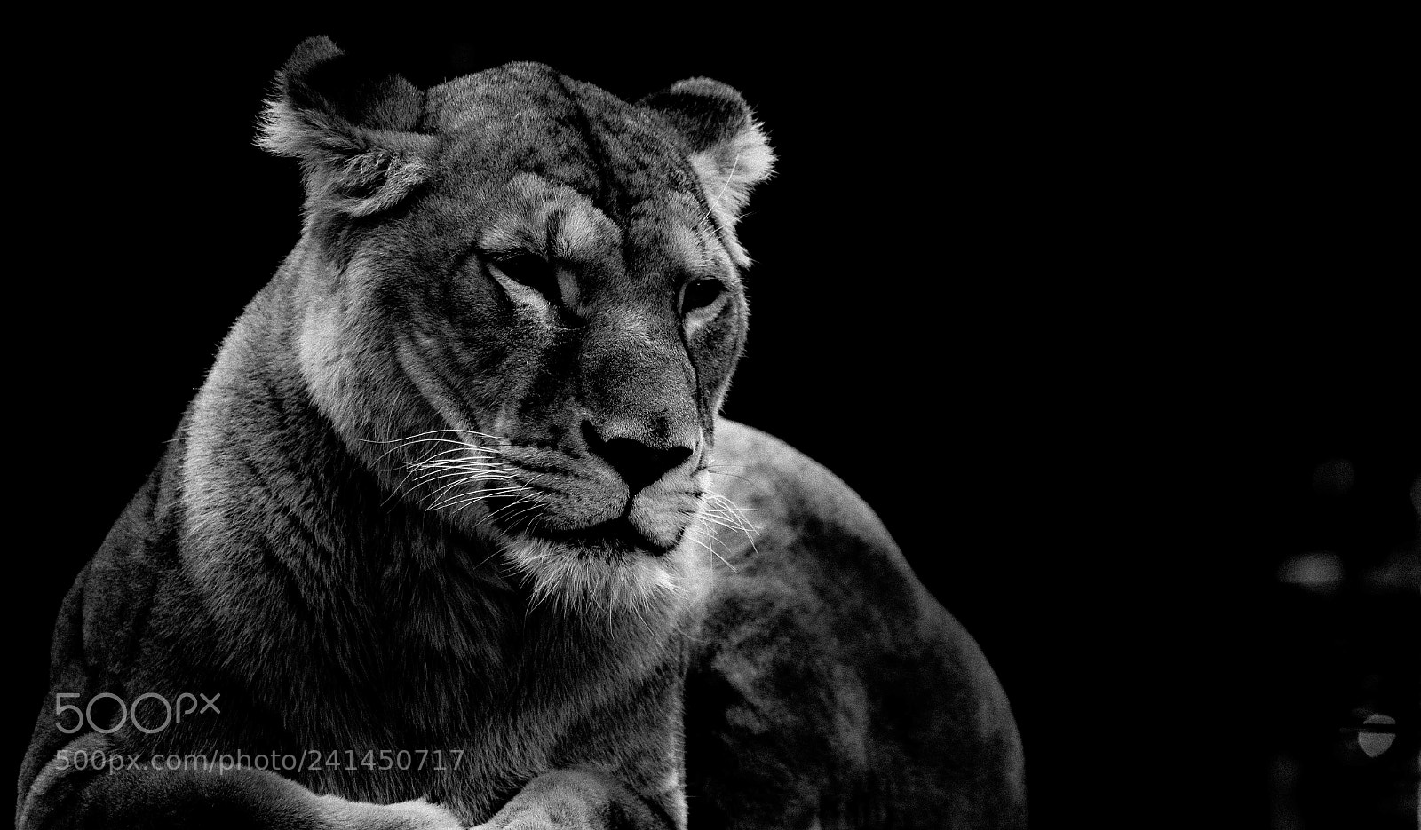Canon EOS 6D Mark II sample photo. Beauty and beast... photography