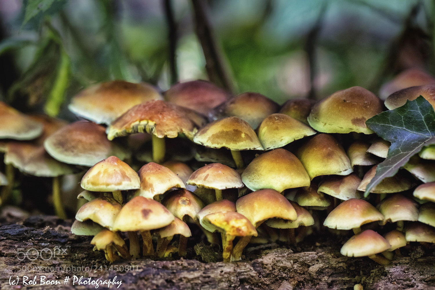 Canon EOS 5DS sample photo. Mushrooms photography