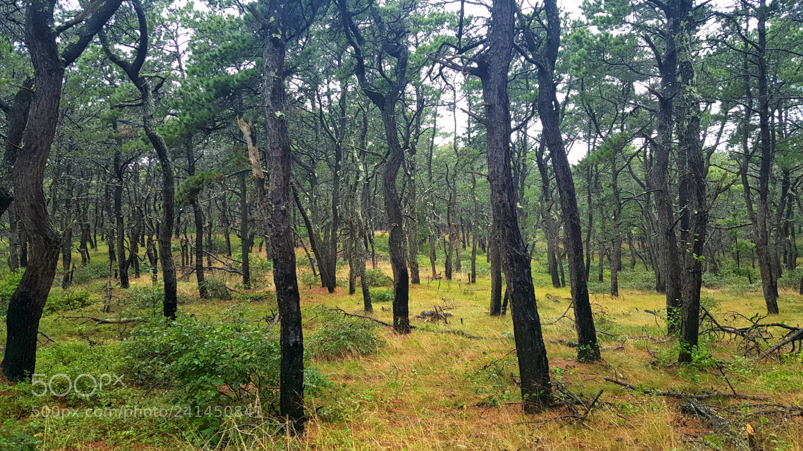 Samsung Galaxy Note5 sample photo. Cape cod forest photography