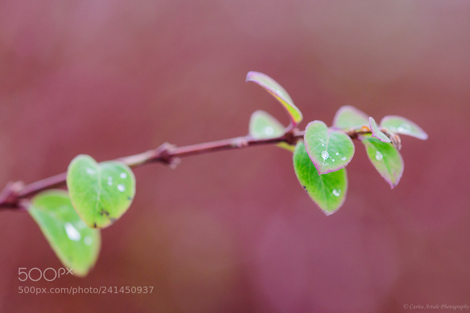 Nikon D500 sample photo. Twilight drops her curtain photography