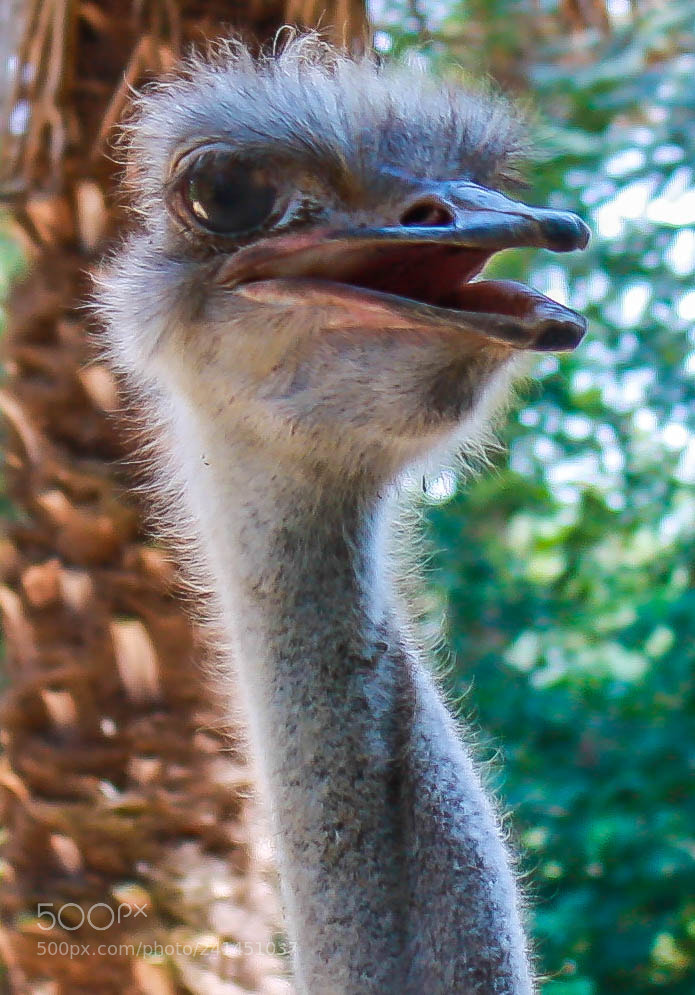 Canon EOS 450D (EOS Rebel XSi / EOS Kiss X2) sample photo. Ostrich photography