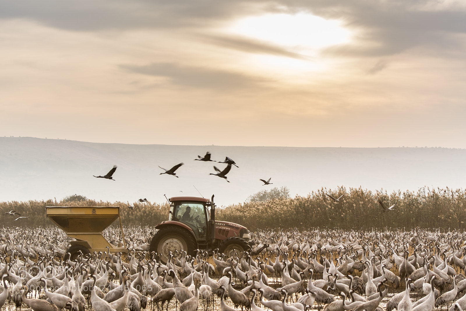 Nikon D7100 sample photo. Feeding cranes photography