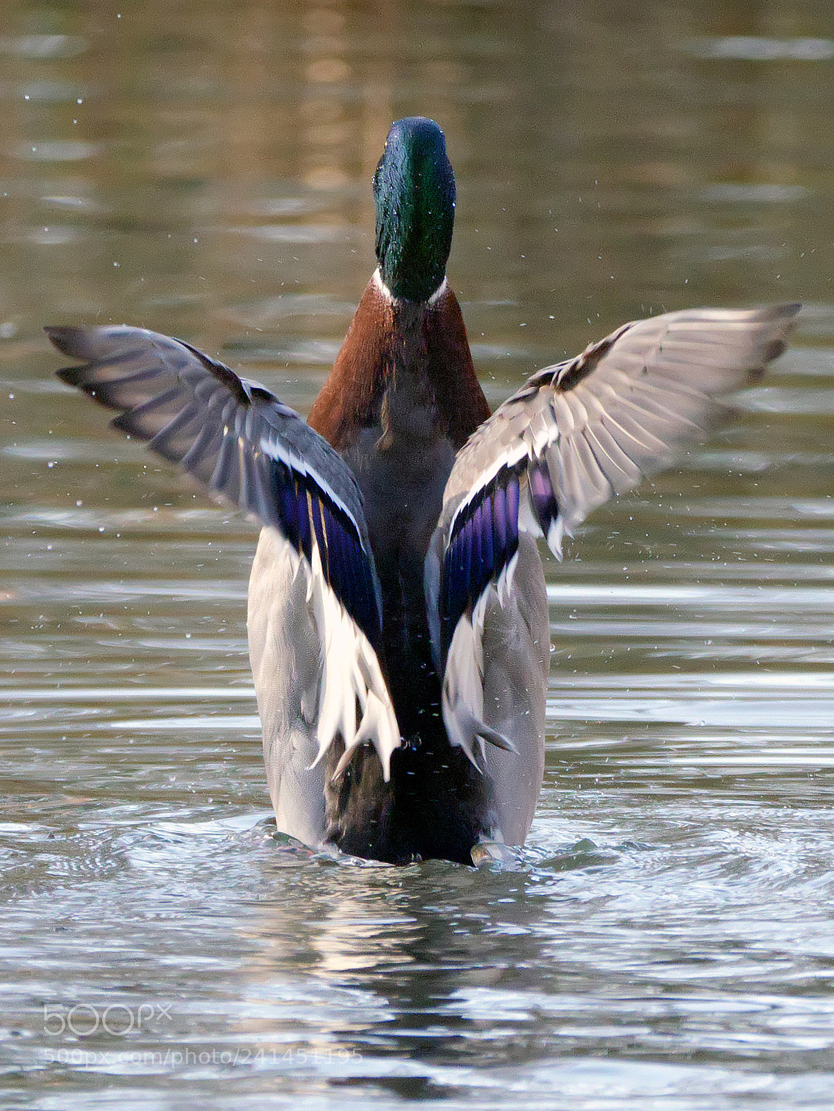 Panasonic Lumix DMC-G7 sample photo. Butterfly duck photography