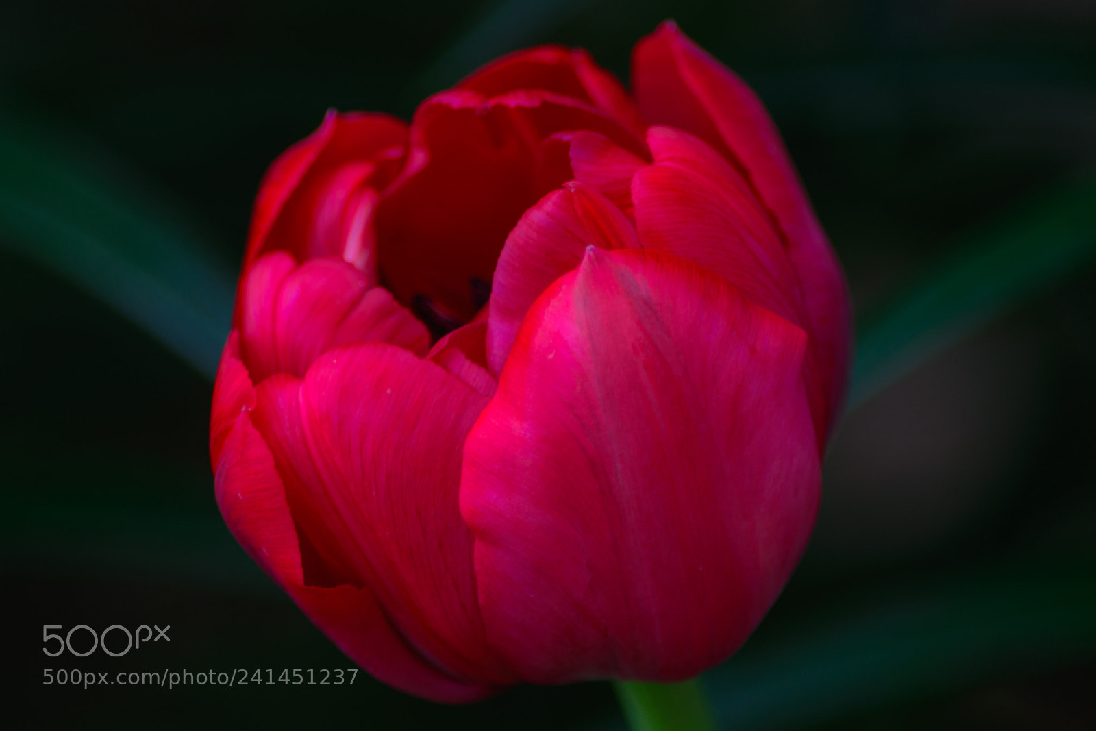 Nikon D7100 sample photo. Beautiful flower.   photography