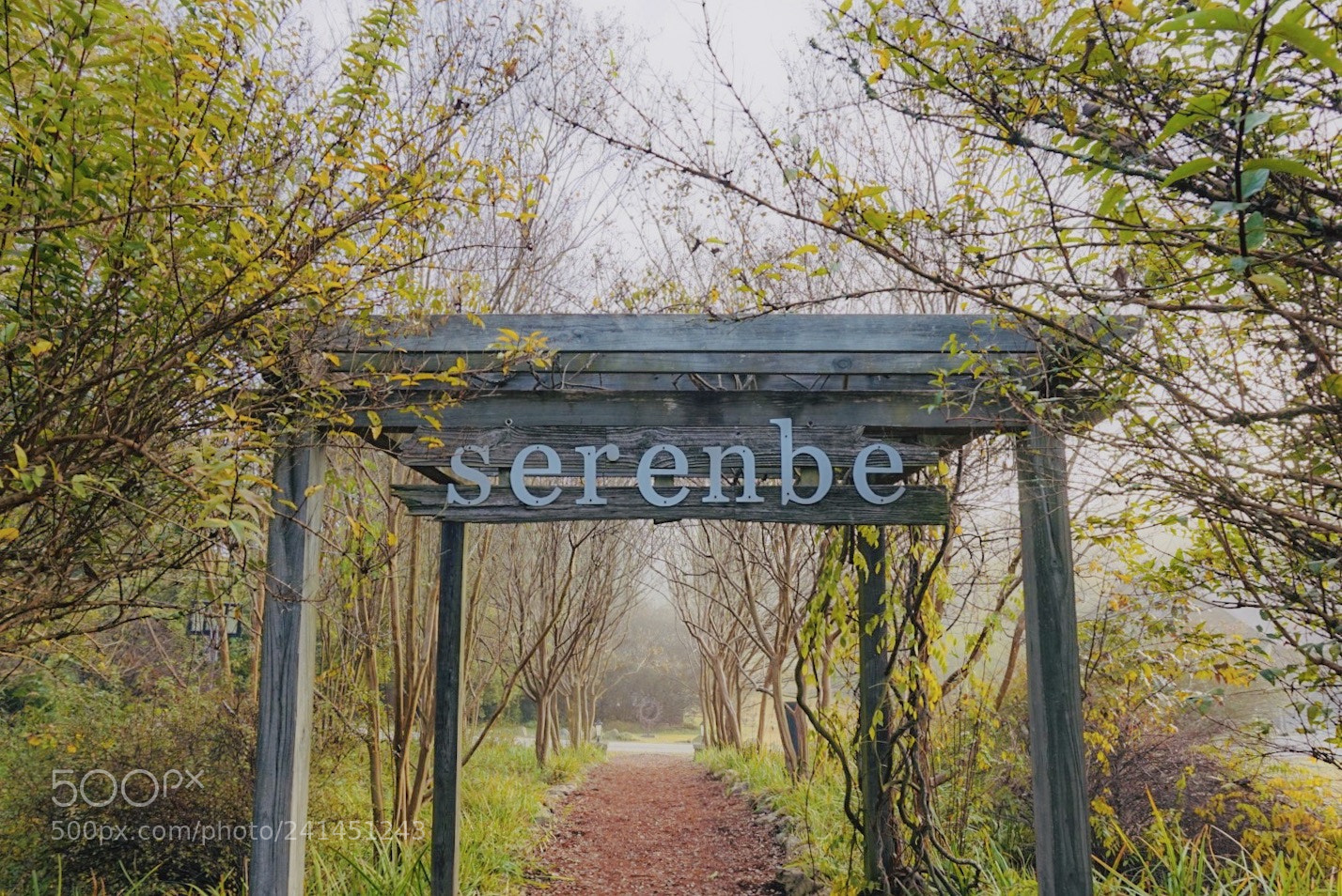 Sony Alpha a5000 (ILCE 5000) sample photo. Serenbe photography