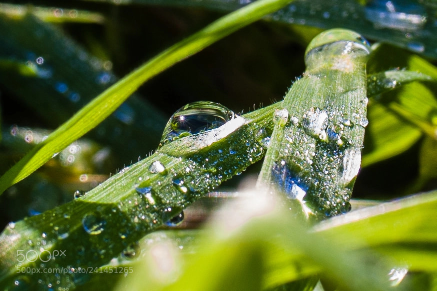 Nikon D40 sample photo. Droplets photography