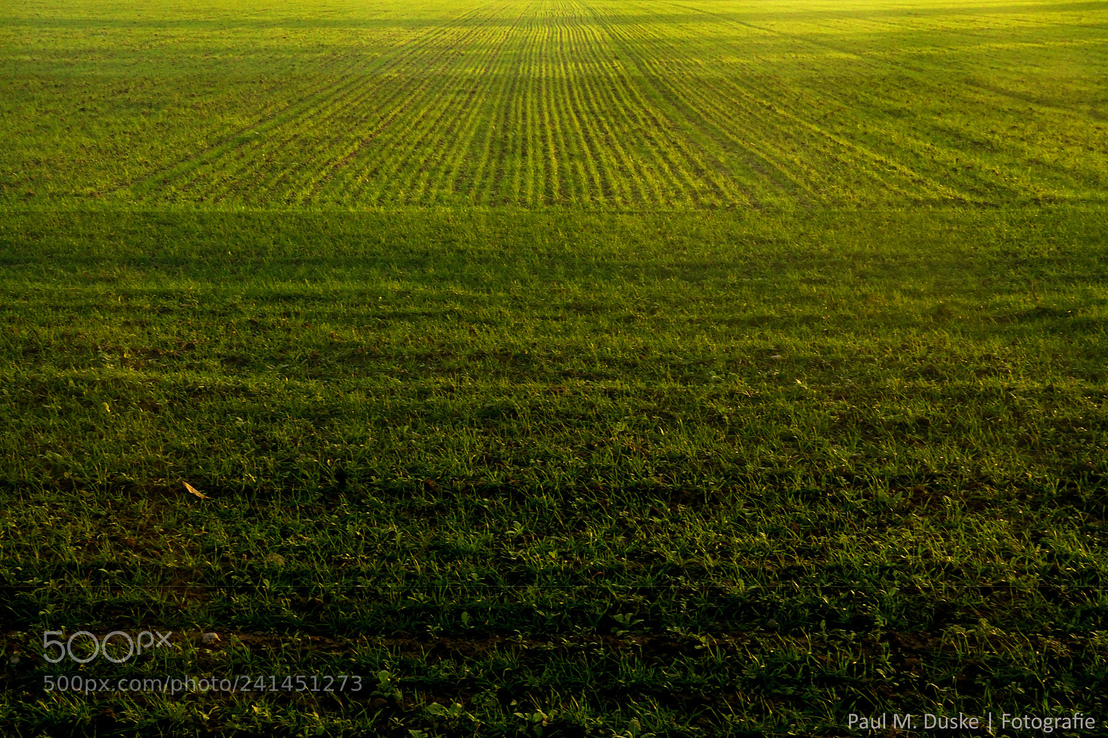Sony ILCA-77M2 sample photo. Feld photography