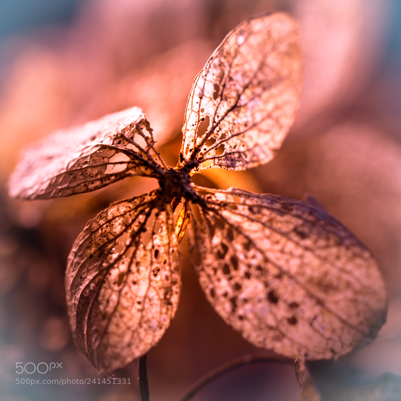 Nikon D7200 sample photo. Winterbloem photography