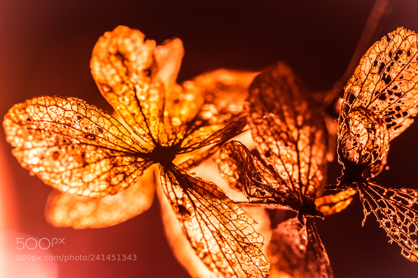 Nikon D7200 sample photo. Winterbloem photography