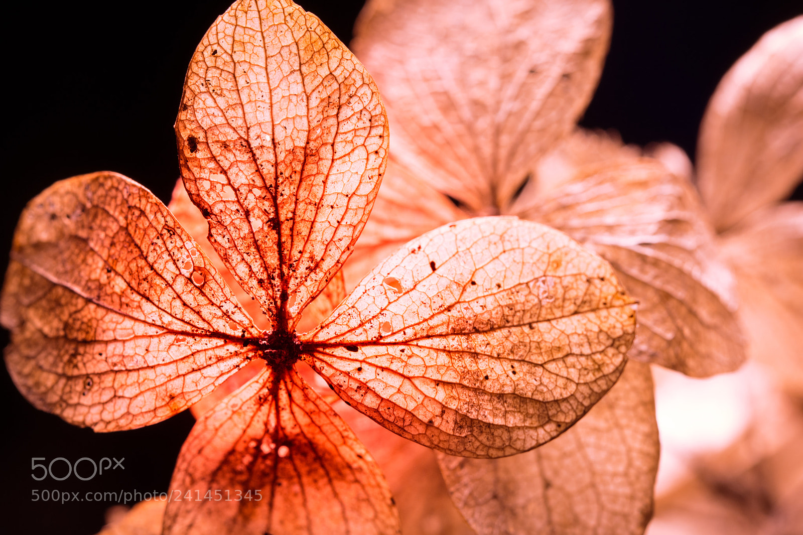 Nikon D7200 sample photo. Winterbloem photography