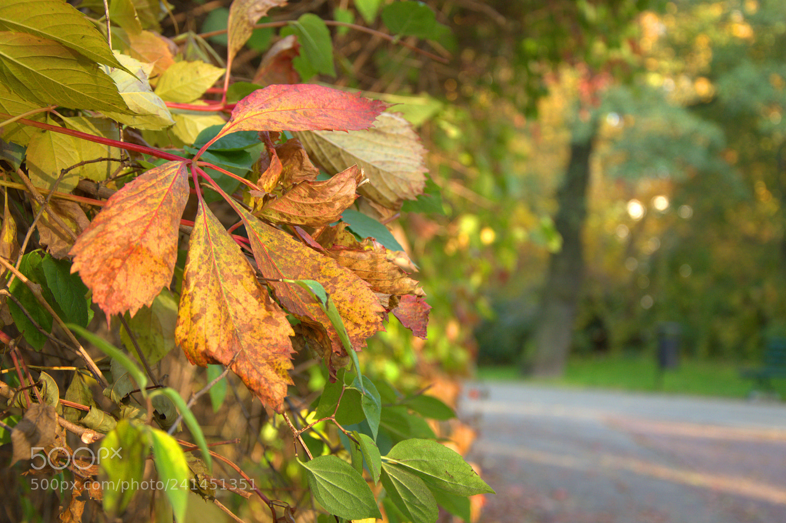 Nikon D3200 sample photo. Autumn colors photography