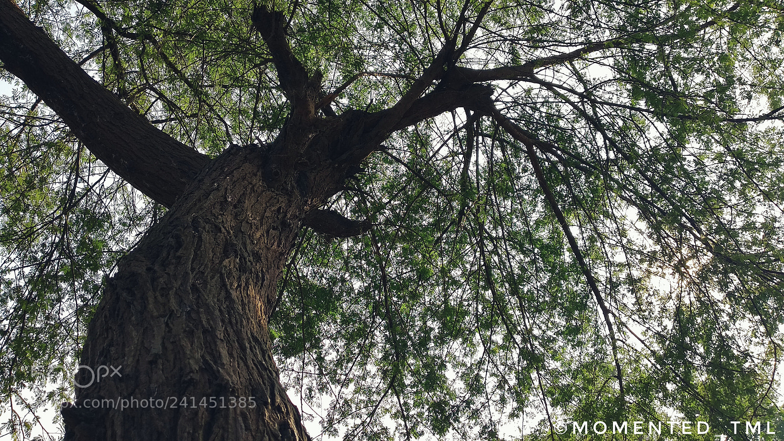 Xiaomi Mi A1 sample photo. Life saver photography