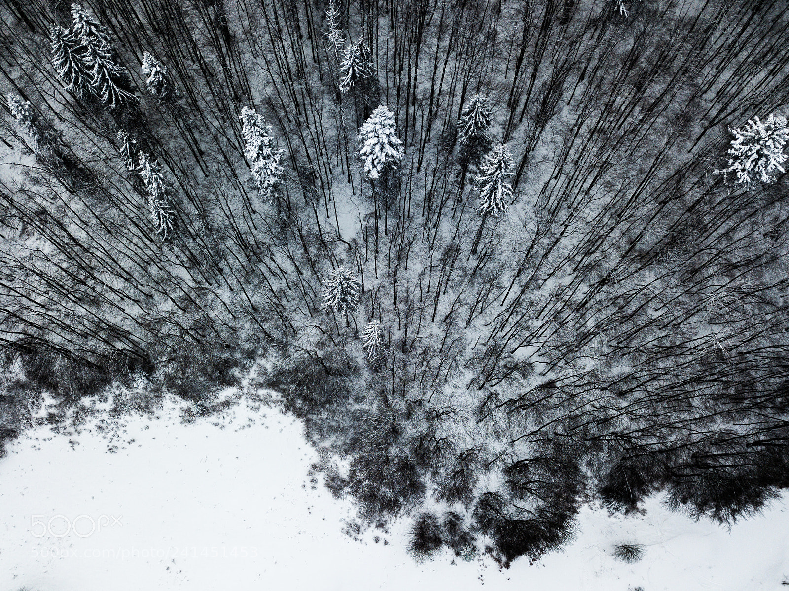 DJI FC220 sample photo. Winter forrest - slovakia photography