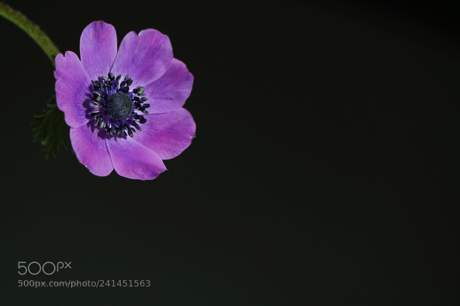 Samsung NX2000 sample photo. Anemone photography