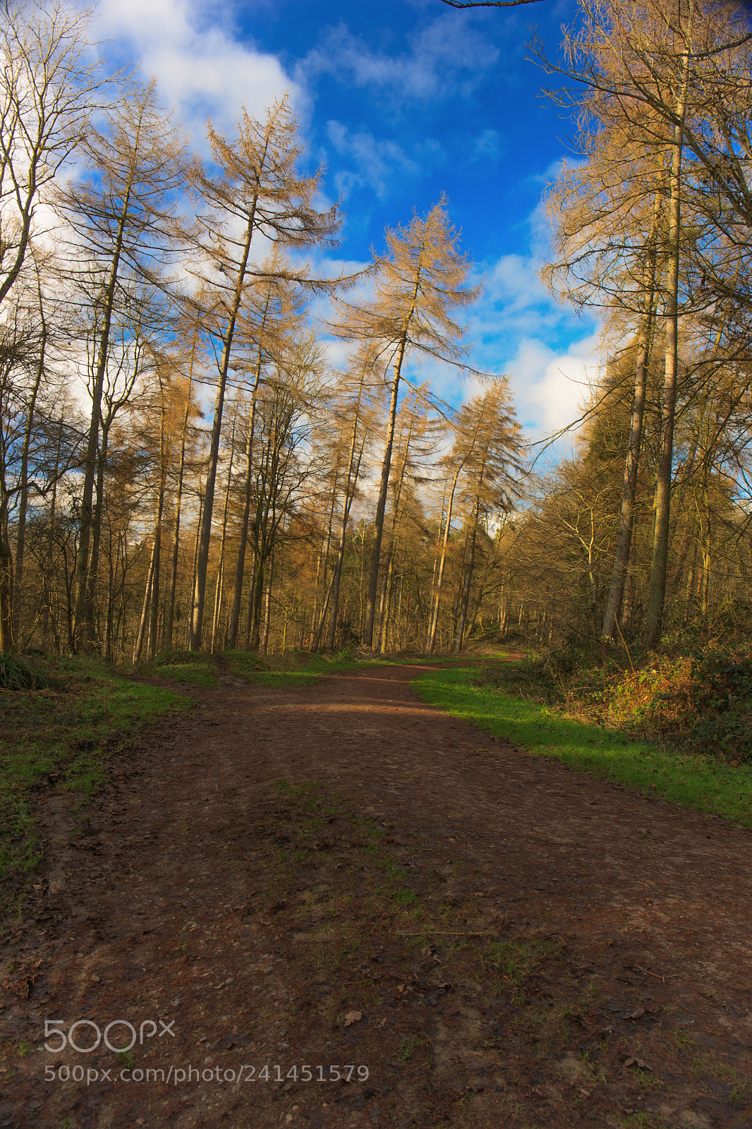Canon EOS-1Ds Mark III sample photo. Bluebell clumps 1 photography