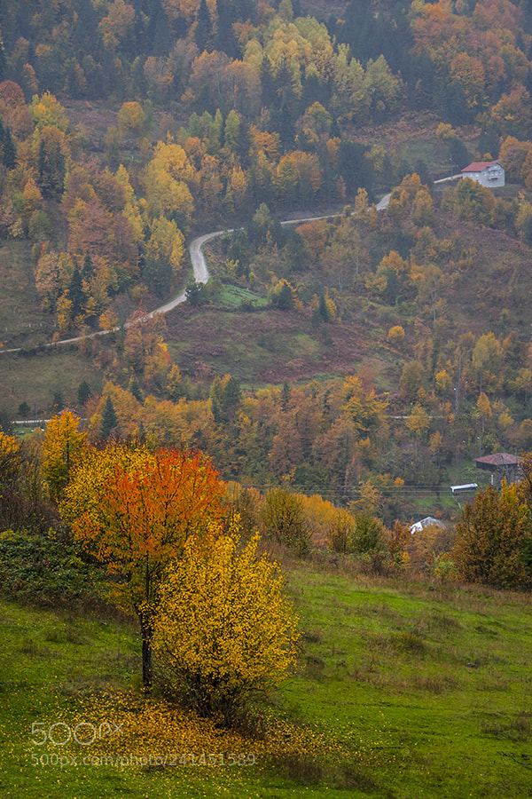 Nikon D90 sample photo. Autumn photography