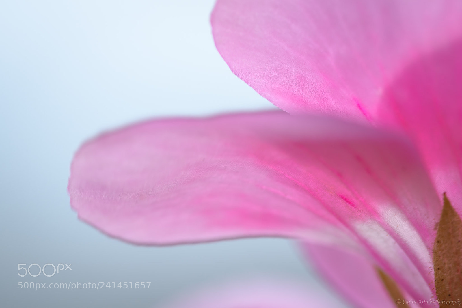 Nikon D500 sample photo. Only pink petals photography