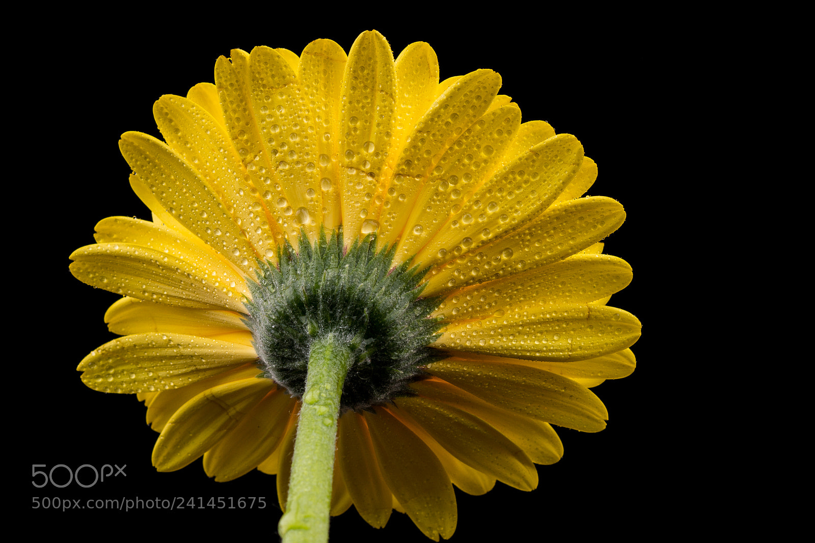Sony SLT-A77 sample photo. Gerbera. photography