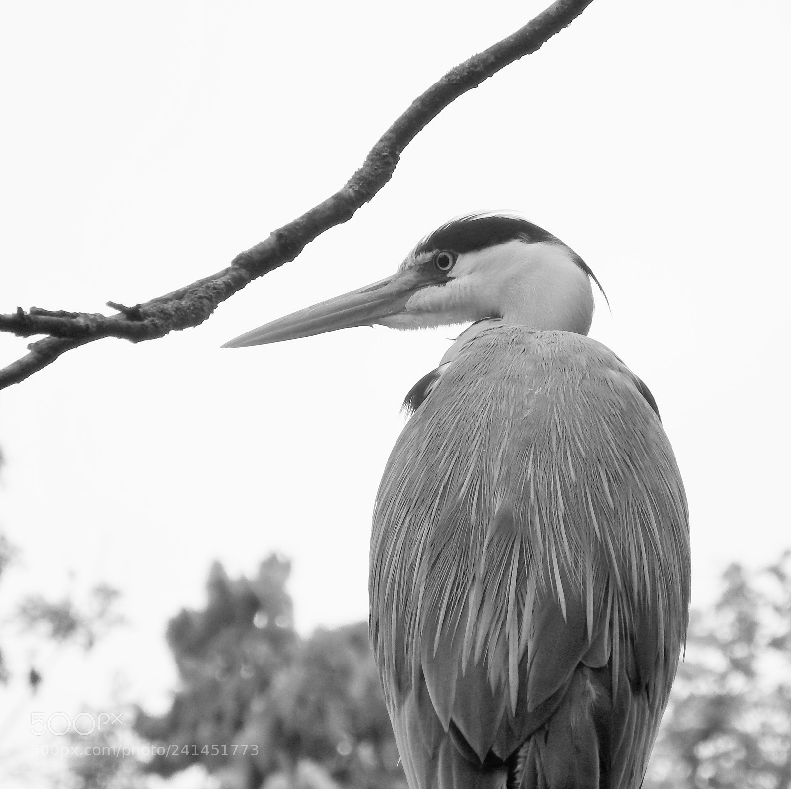 Fujifilm FinePix SL1000 sample photo. Heron photography