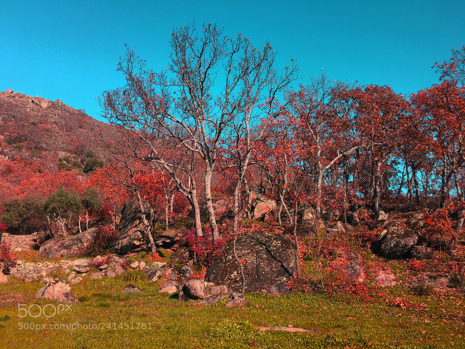 Apple iPhone 6s Plus sample photo. Oto o. sierra de photography