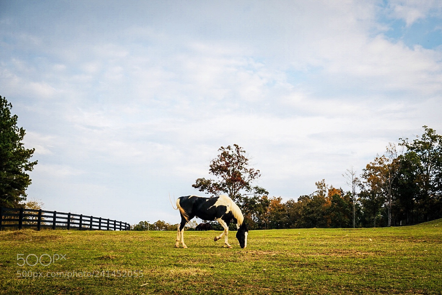 Sony Alpha a5000 (ILCE 5000) sample photo. Horse photography