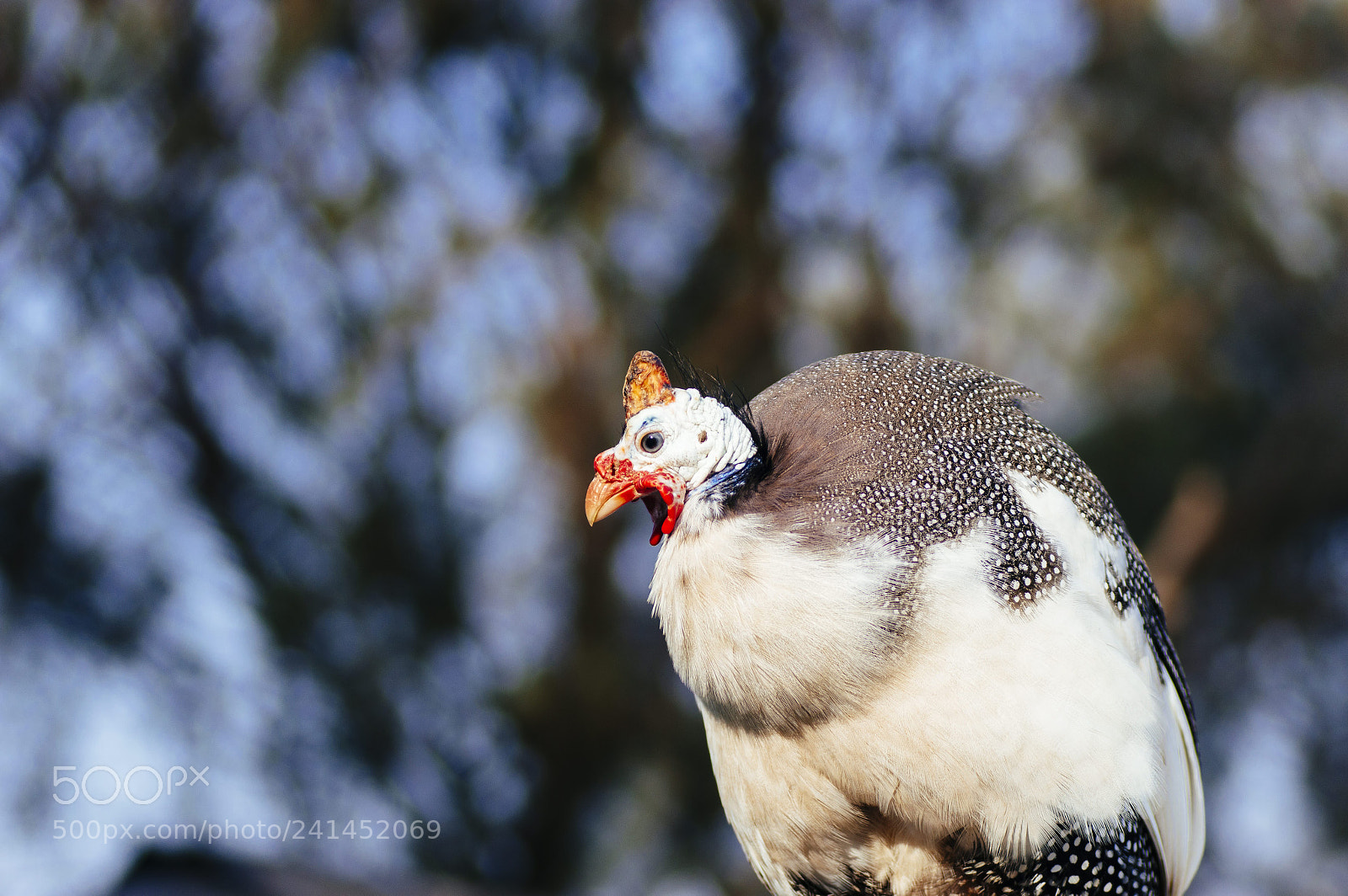 Nikon D3200 sample photo. The bokehlicious bird.jpg photography