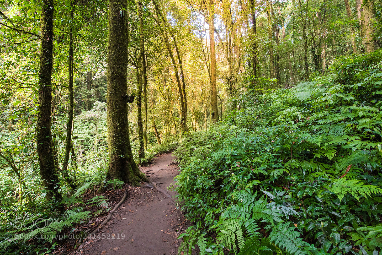 Nikon D850 sample photo. Doi inthanon national park photography