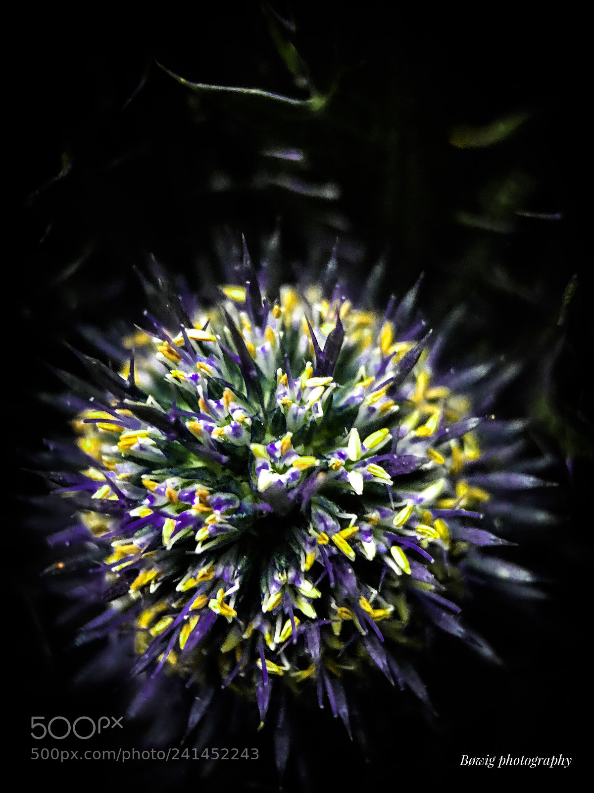 Apple iPhone 7 sample photo. Thistle photography