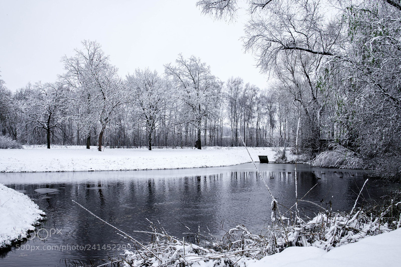 Nikon D850 sample photo. _sp10313-1.jpg photography