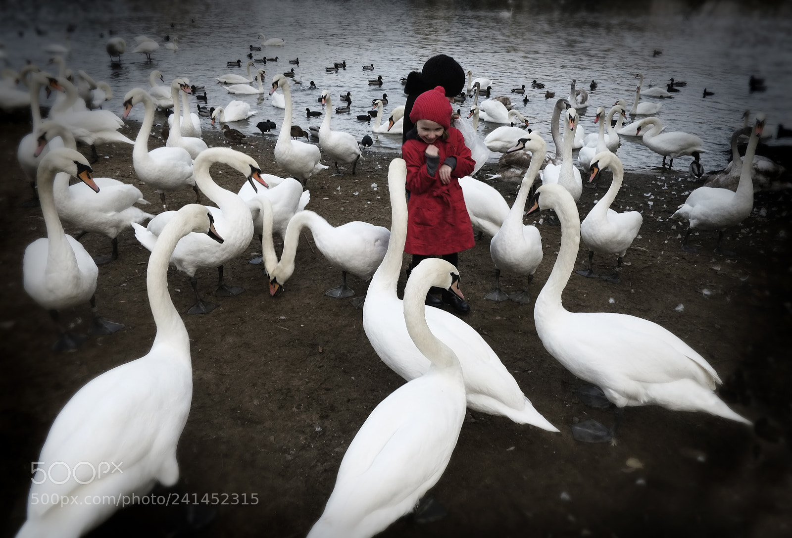 Fujifilm X-E1 sample photo. Swans photography