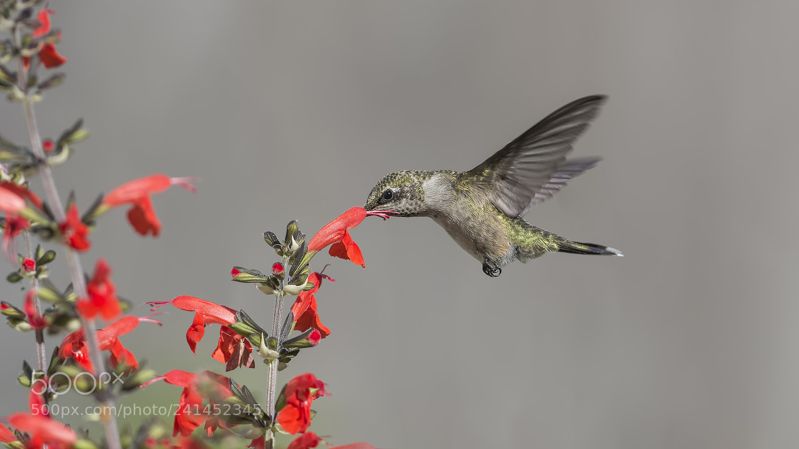 Nikon D7100 sample photo. Flowers at the edge photography