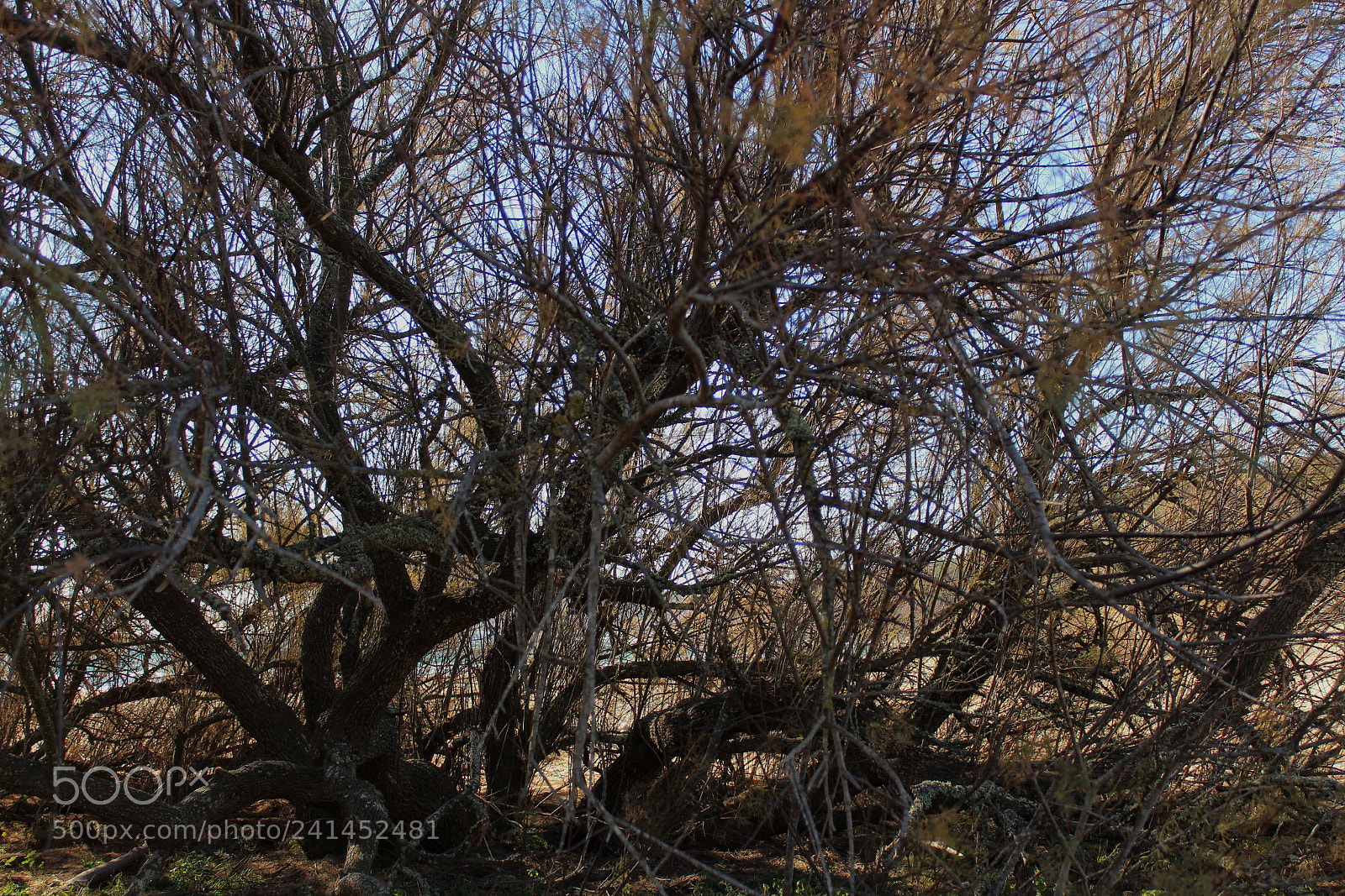 Canon EF-S 18-55mm F3.5-5.6 III sample photo. Tamariu photography