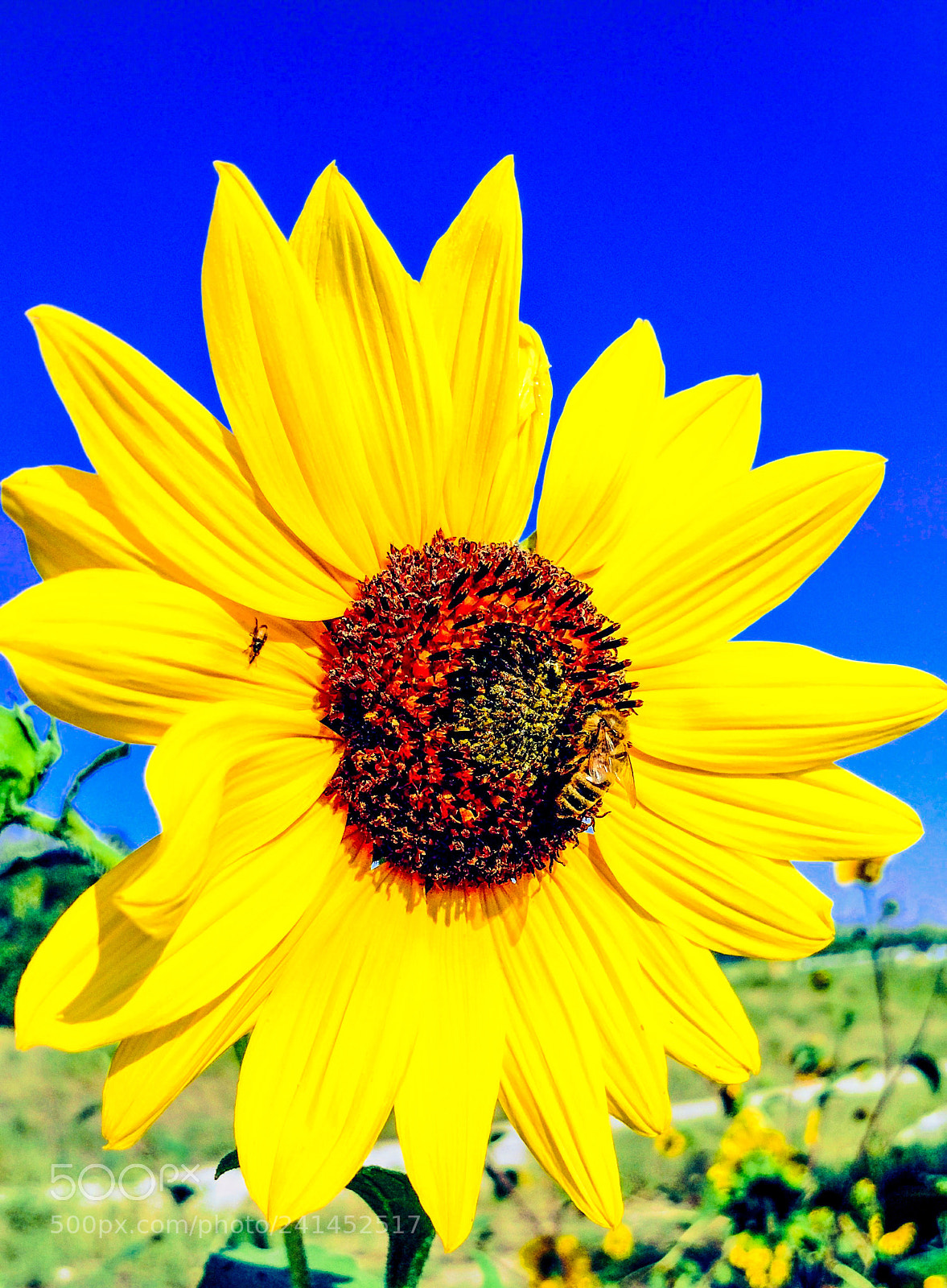 Motorola XT1650 sample photo. Come on spring photography
