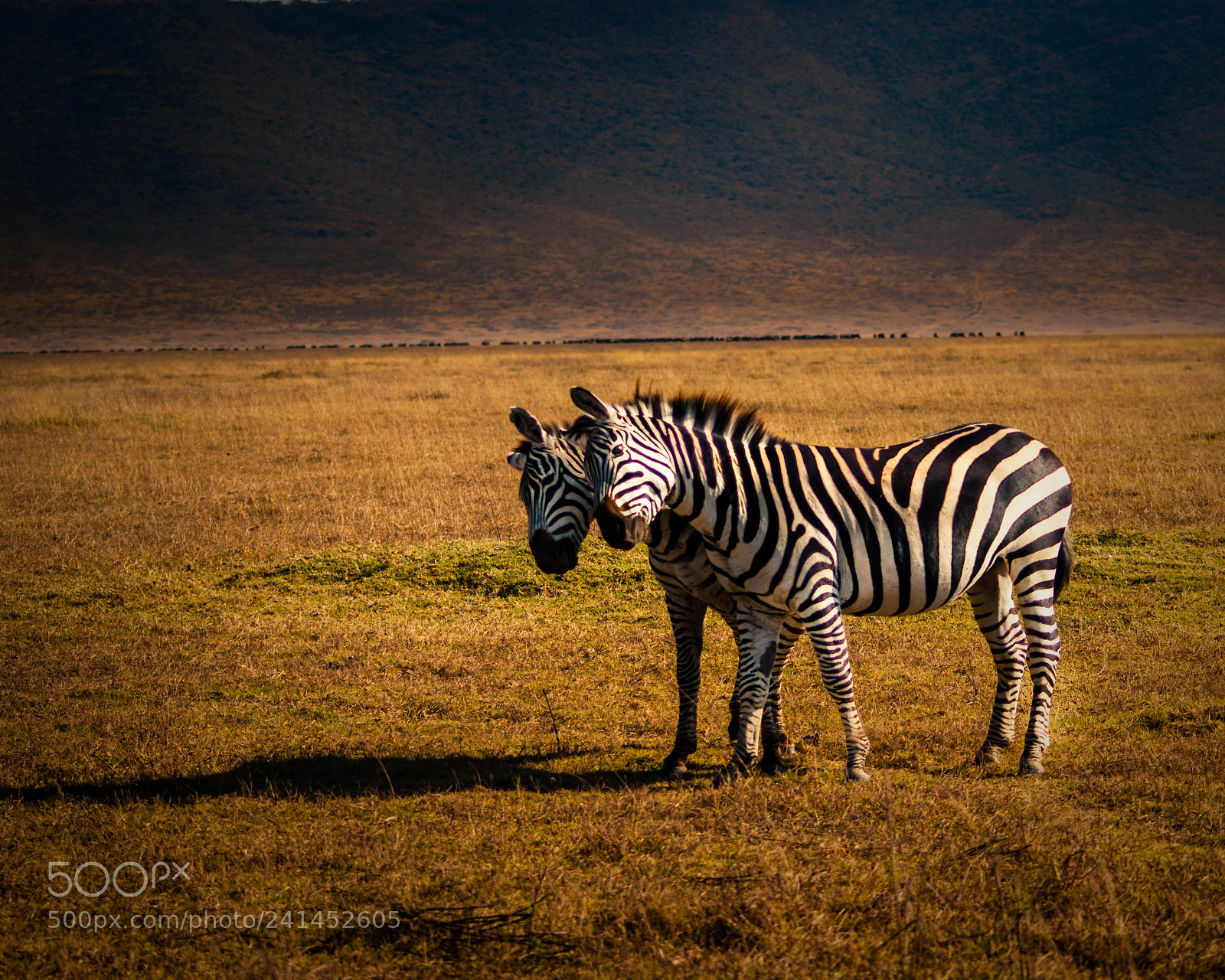Sony Alpha DSLR-A290 sample photo. Zebras in serengeti photography