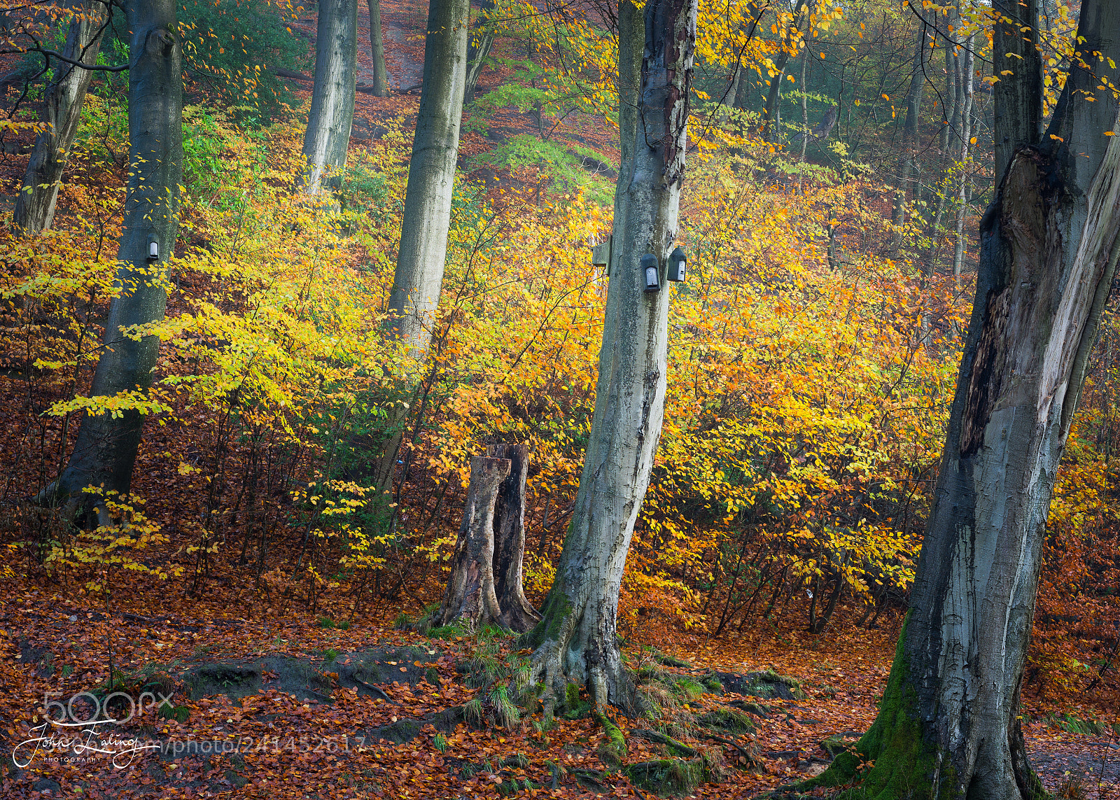 Nikon D800 sample photo. Redisher wood photography