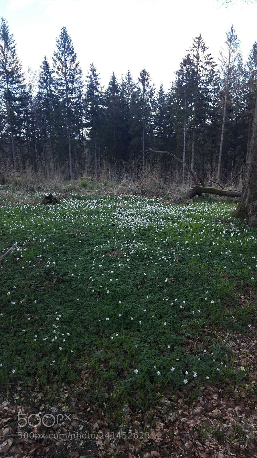 HUAWEI P8 Lite sample photo. Into the wild photography