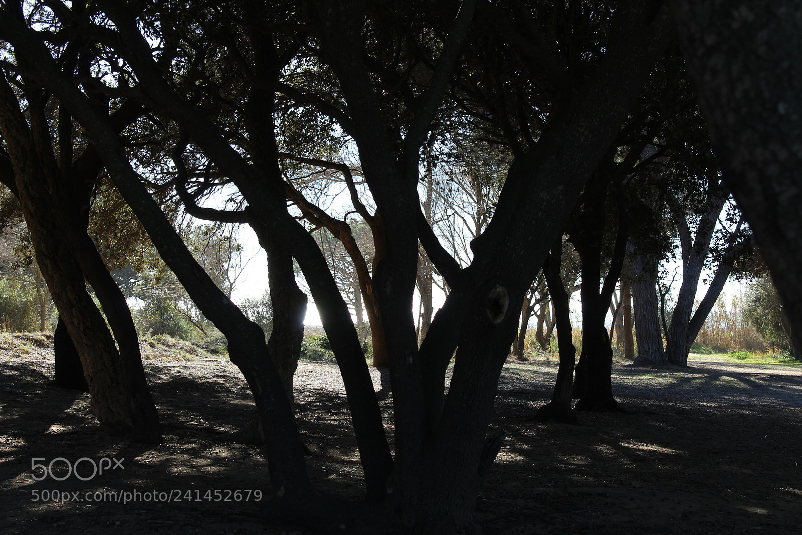 Canon EF-S 18-55mm F3.5-5.6 III sample photo. Castell photography