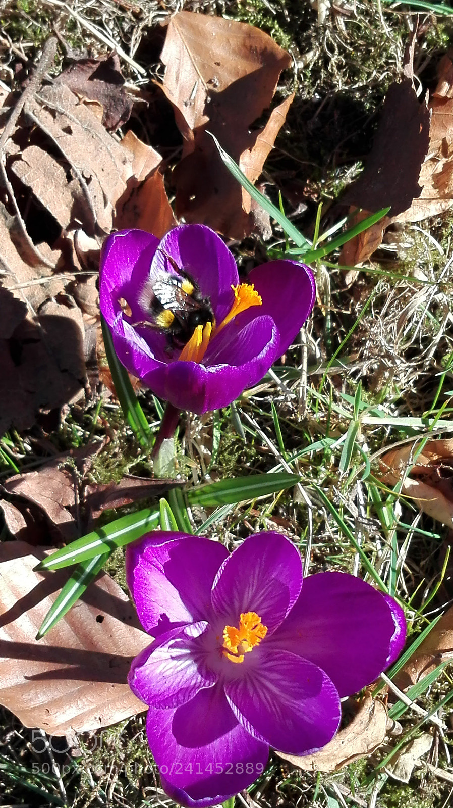 HUAWEI P8 Lite sample photo. Honey it's you photography