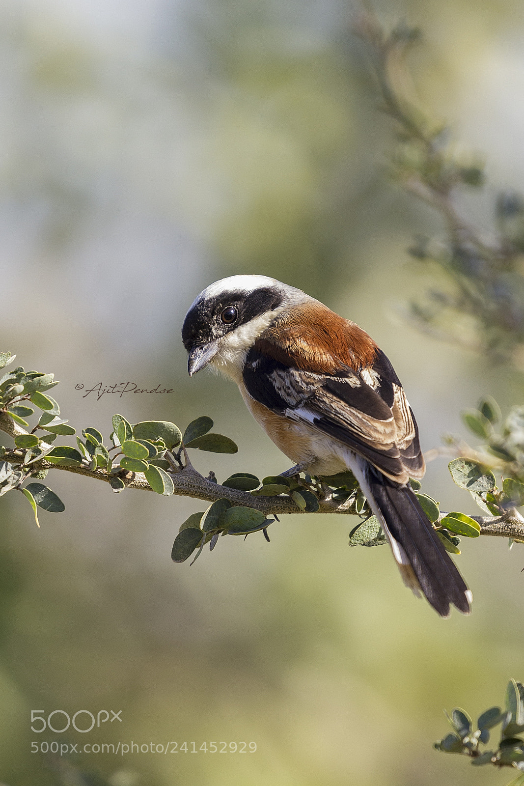 Canon EOS 550D (EOS Rebel T2i / EOS Kiss X4) sample photo. Shrike! photography