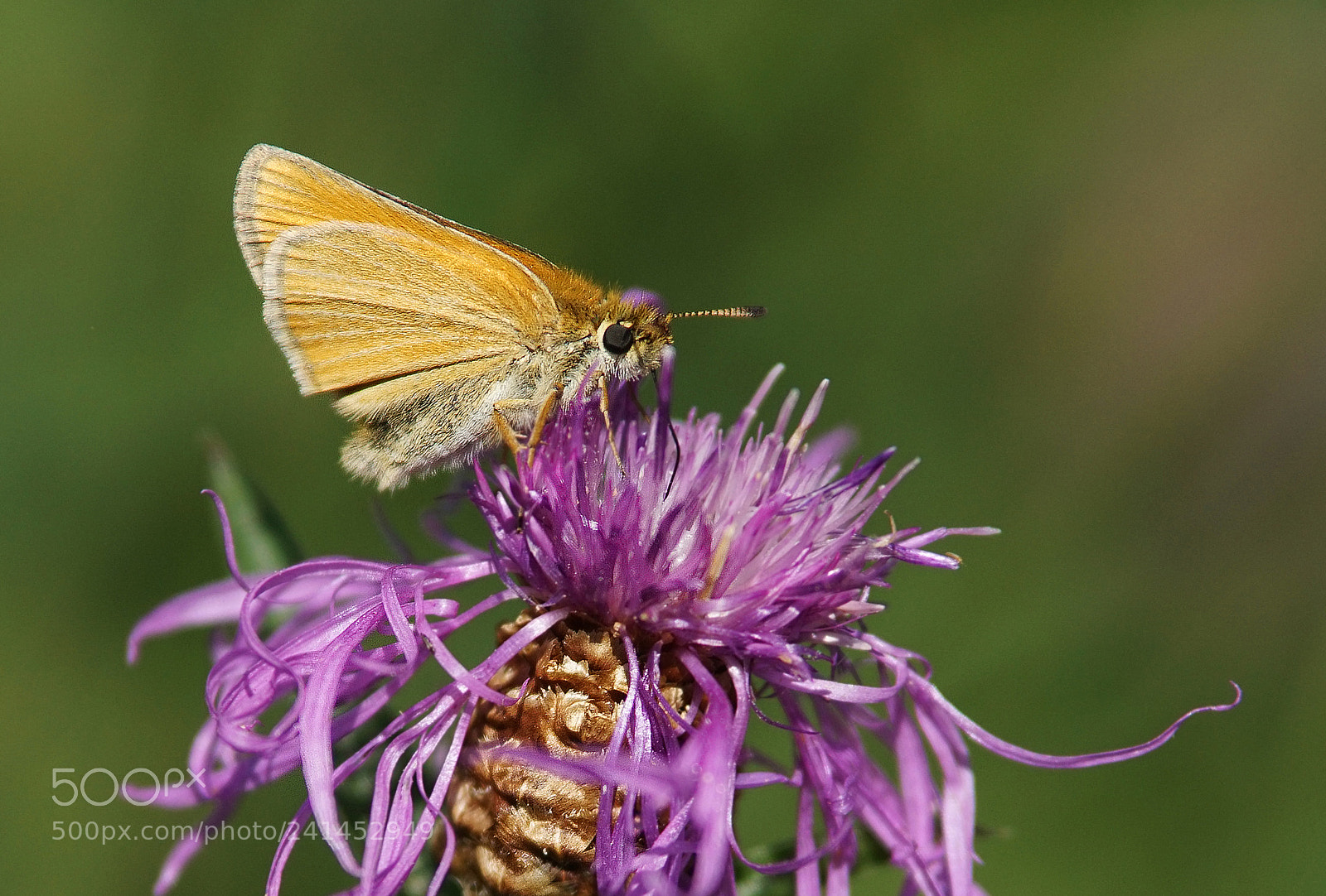 Sony ILCA-77M2 sample photo. Skipper photography
