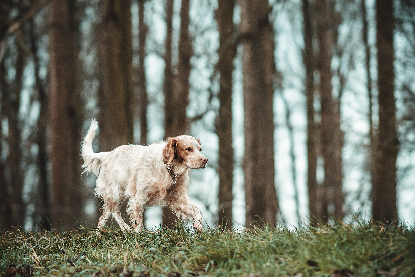Nikon D7200 sample photo. On the walk photography