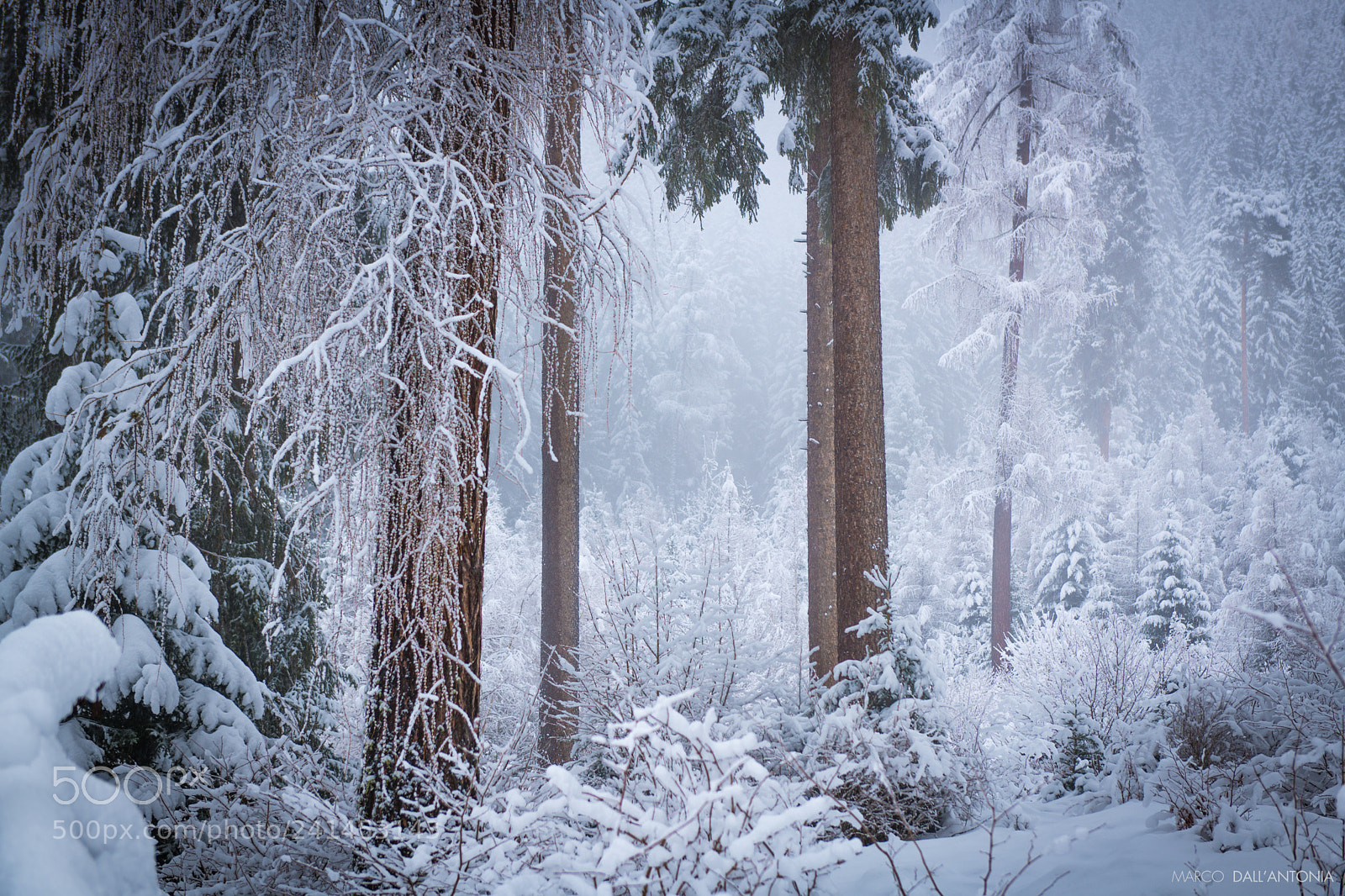 Nikon D850 sample photo. Winter fantasy photography