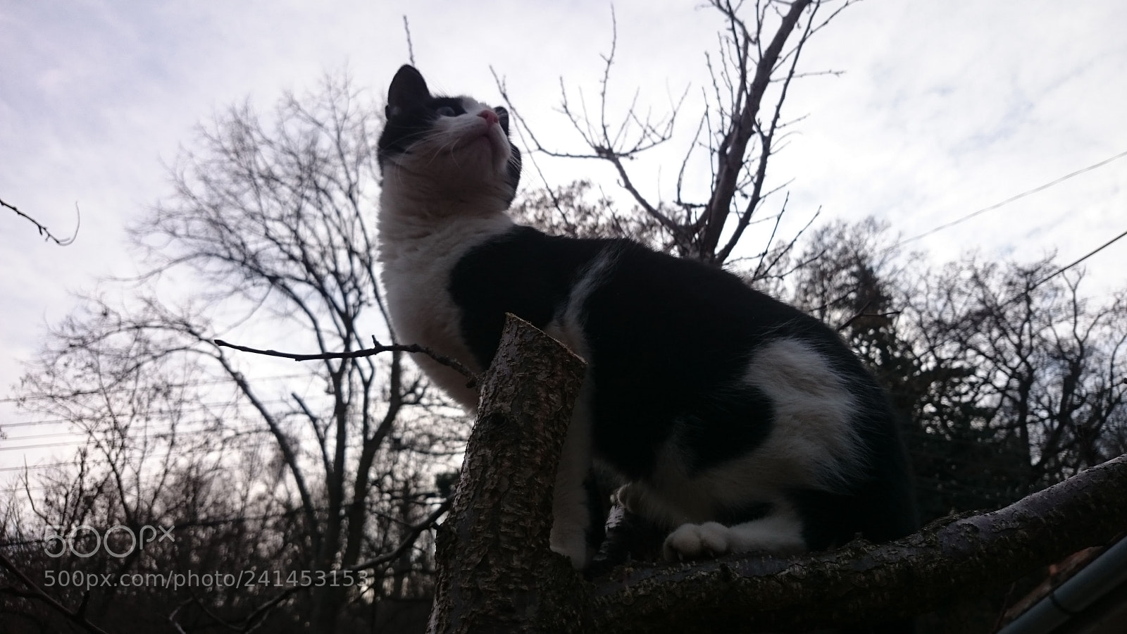 Sony Xperia Z2 sample photo. Cat up in the photography