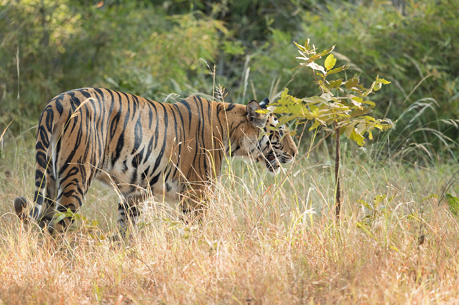 Canon EOS-1D X Mark II sample photo. Tiger bandavgarh np photography