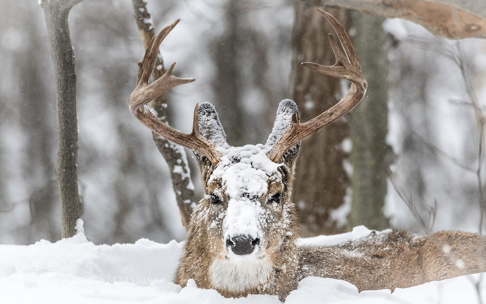 Nikon D500 sample photo. The buck photography